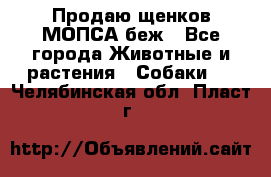 Продаю щенков МОПСА беж - Все города Животные и растения » Собаки   . Челябинская обл.,Пласт г.